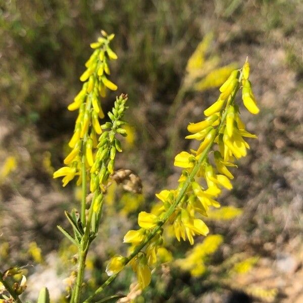 Melilotus officinalis Kukka