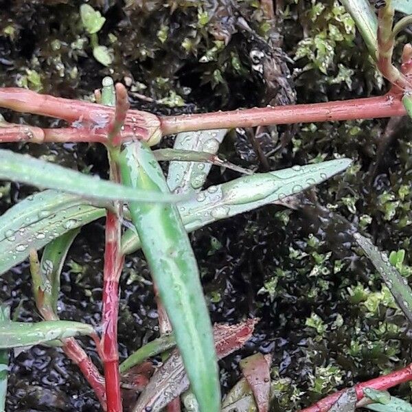 Persicaria minor পাতা