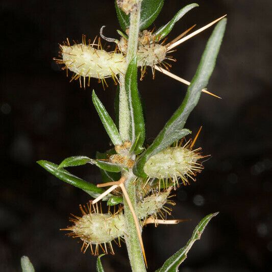 Xanthium spinosum ഫലം