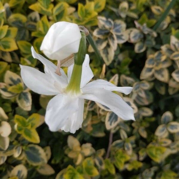 Narcissus triandrus Flower