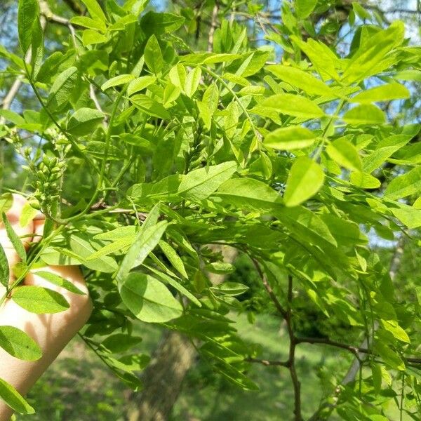 Caragana arborescens Leaf