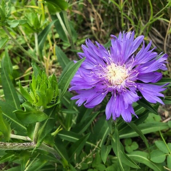 Stokesia laevis Flower