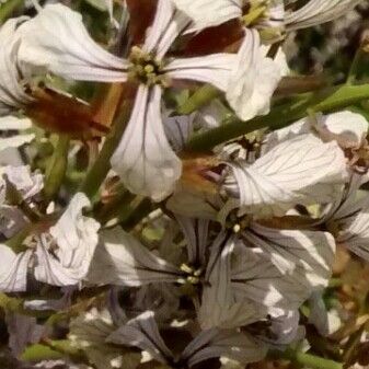 Eruca sativa Flower