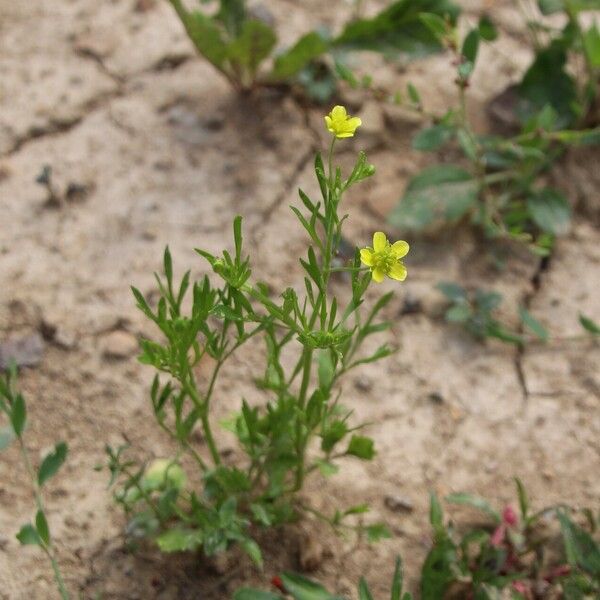 Ranunculus arvensis Fiore