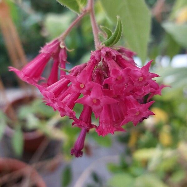 Cestrum elegans Fiore