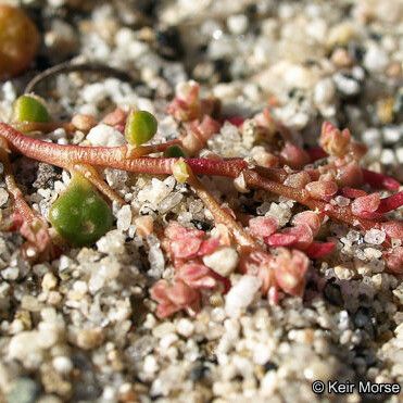 Calyptridium monandrum Hábitos