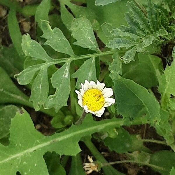 Anacyclus clavatus Flower