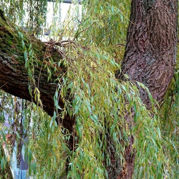 Salix babylonica Escorça