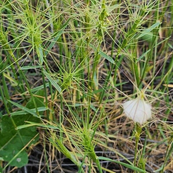 Aegilops neglecta 其他