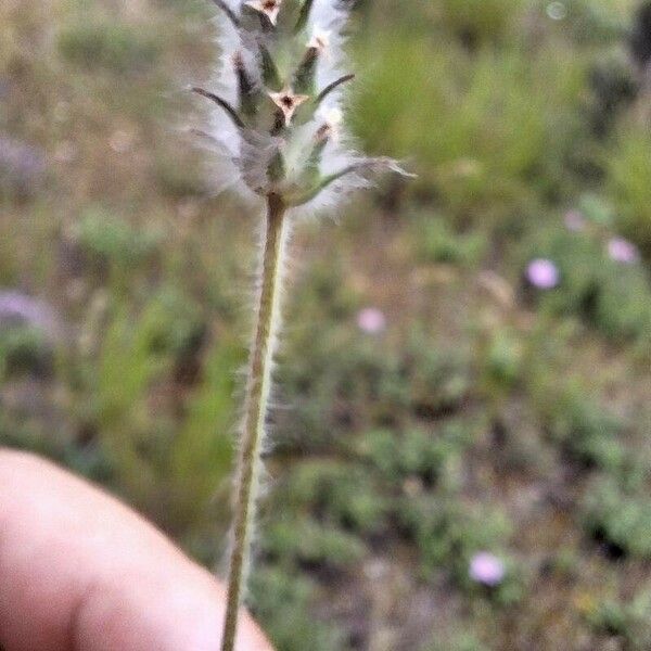 Plantago bellardii Fleur