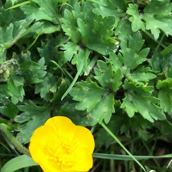 Ranunculus repens Folla