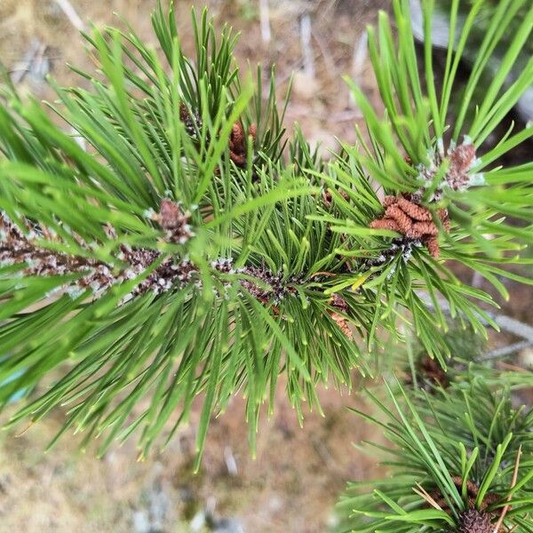 Pinus contorta Leaf