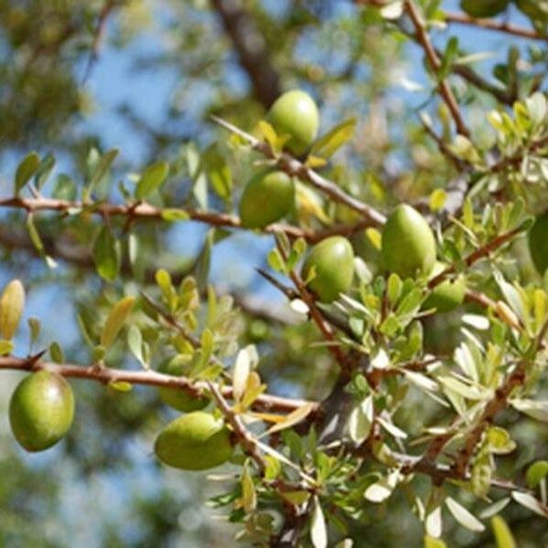 Argania spinosa Fruit