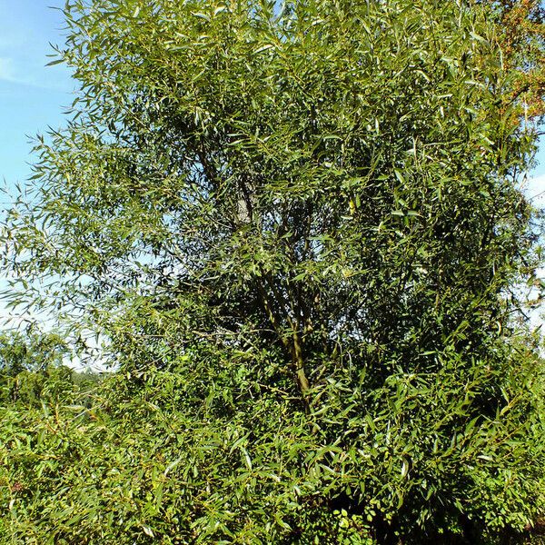 Salix lucida Хабит