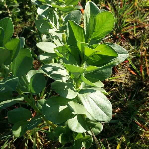 Vicia faba পাতা