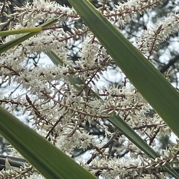 Cordyline australis Owoc