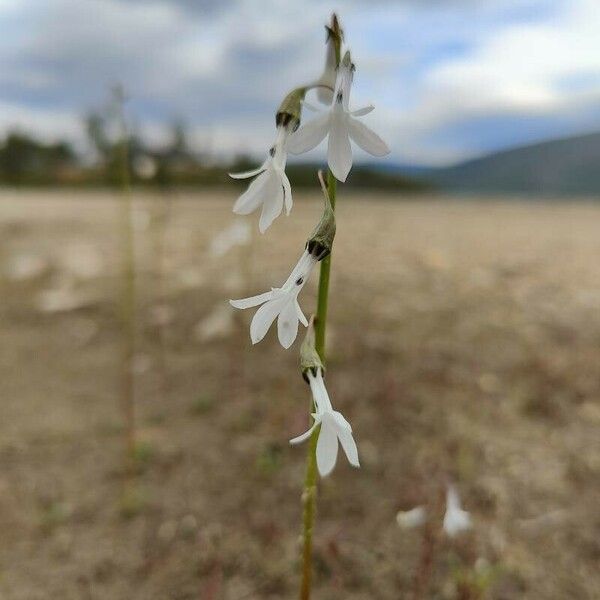 Lobelia dortmanna Цветок