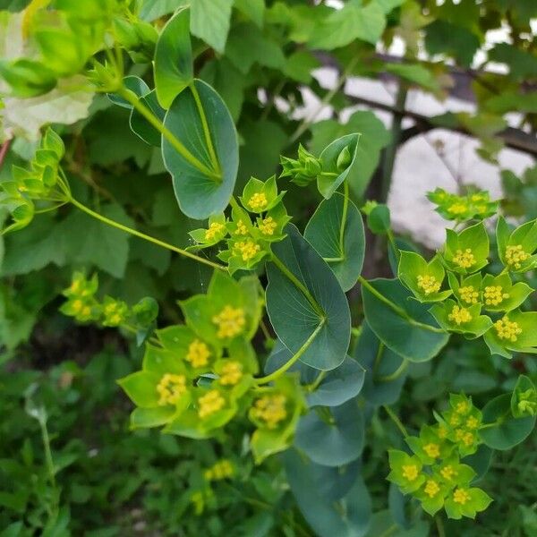 Bupleurum rotundifolium Leaf