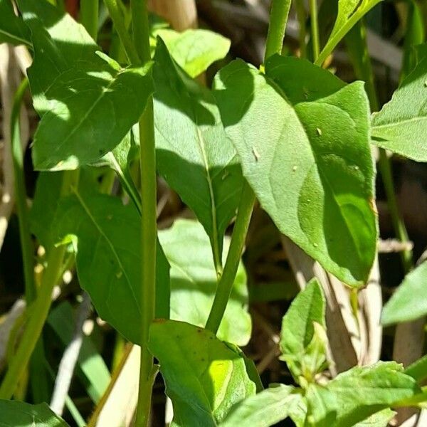 Oenothera speciosa Blatt