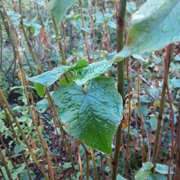 Chenopodium giganteum Lapas