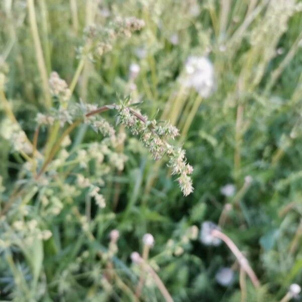 Atriplex littoralis Ffrwyth