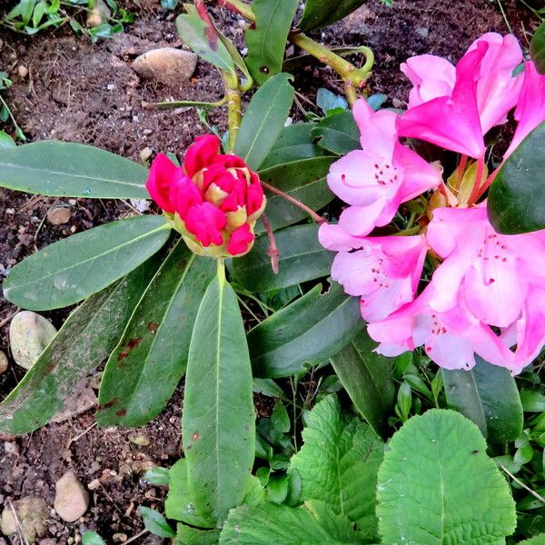 Rhododendron ferrugineum برگ