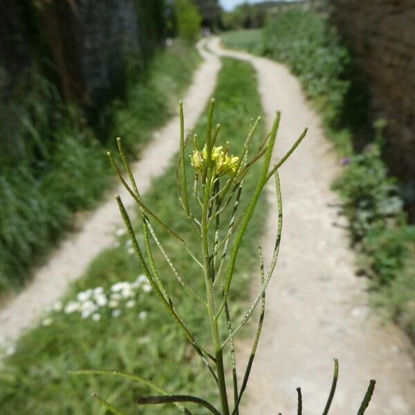 Sisymbrium irio 果