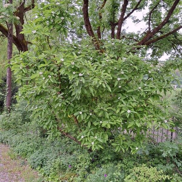 Crataegus germanica Yeri