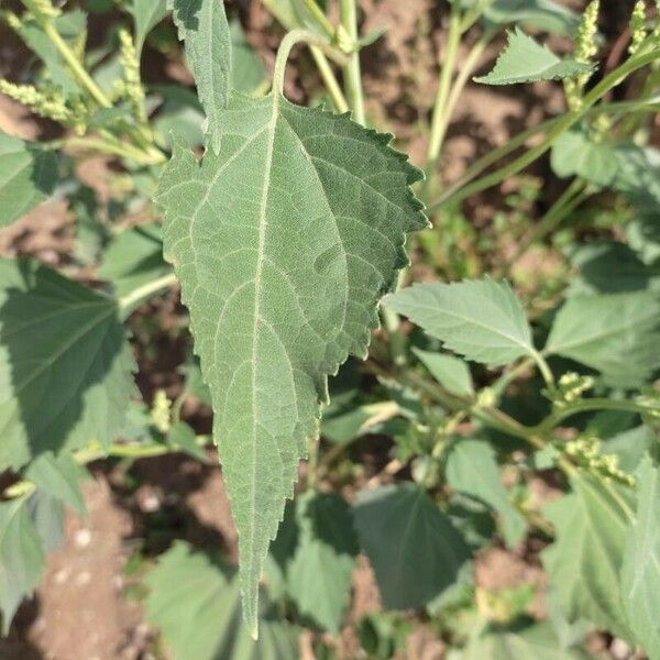 Iva xanthiifolia Leaf