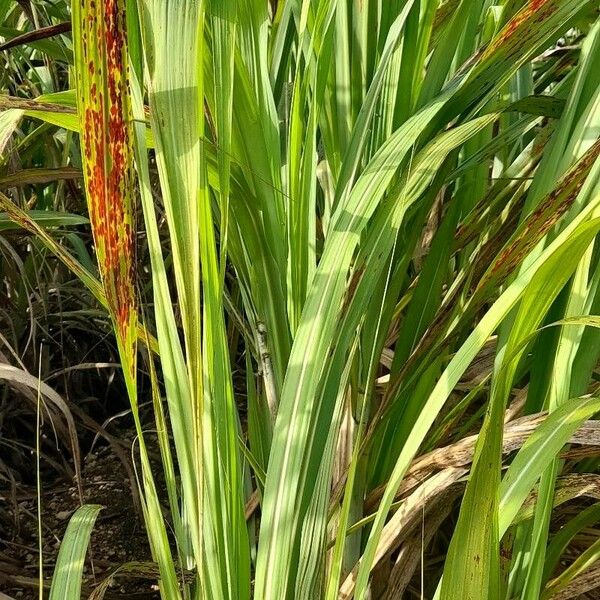 Saccharum officinarum Habitus