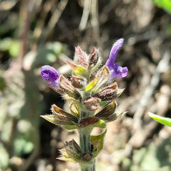 Salvia verbenaca Flower