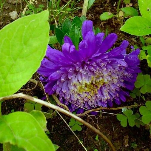 Callistephus chinensis Flor