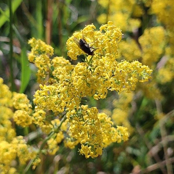 Galium verum Flower