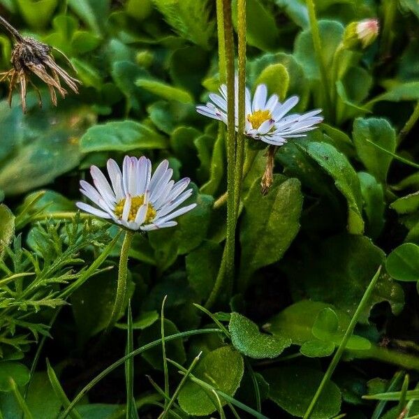 Bellis annua Kvet