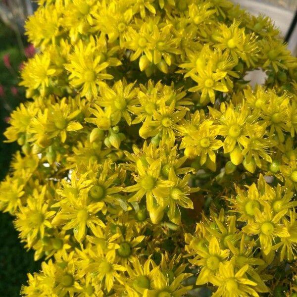 Aeonium arboreum Flower