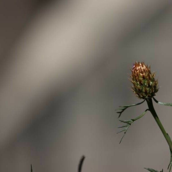 Centaurea corymbosa 花