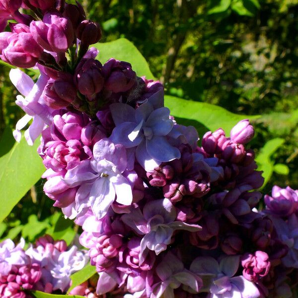 Syringa vulgaris Květ