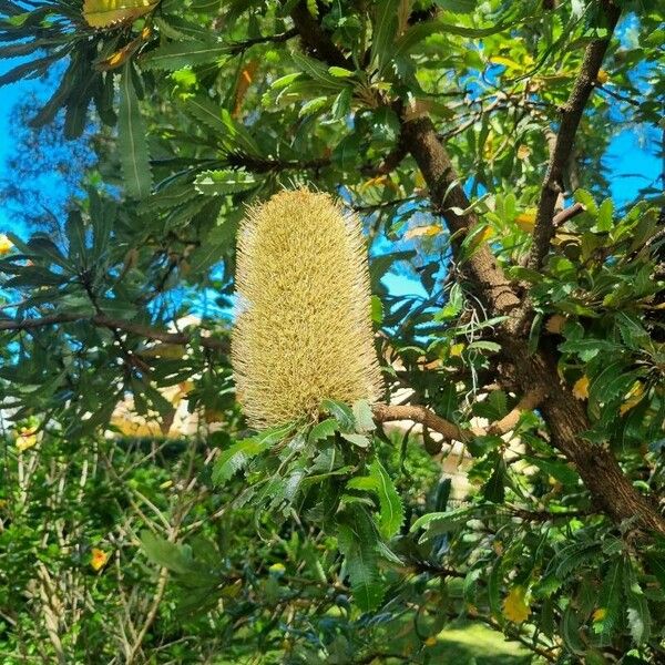 Banksia serrata Blüte