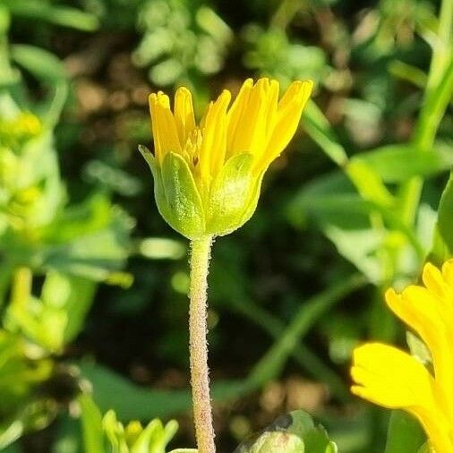 Guizotia abyssinica Kwiat