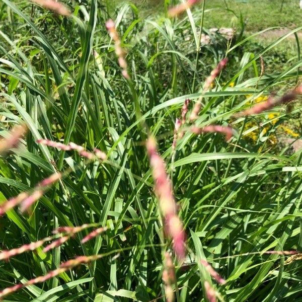 Sorghum halepense Листок