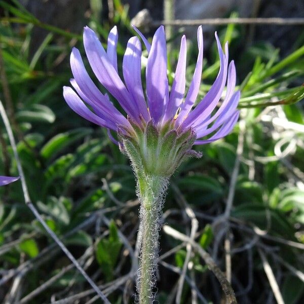 Aster alpinus Flower