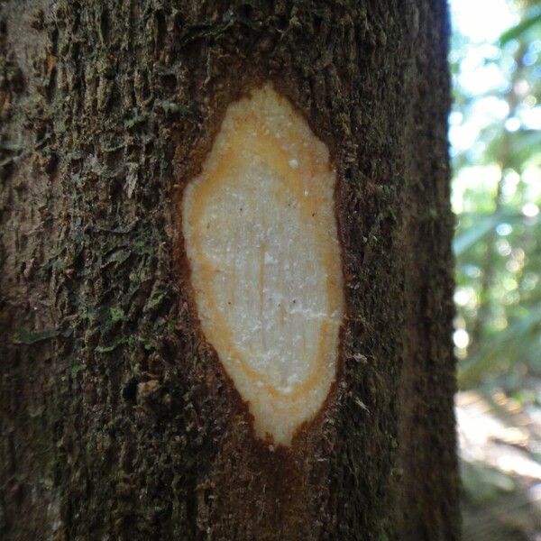 Planchonella roseoloba кора