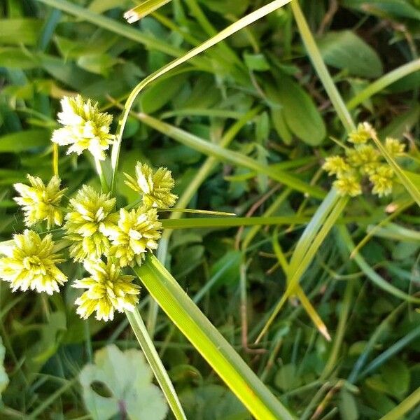 Cyperus eragrostis Blomst