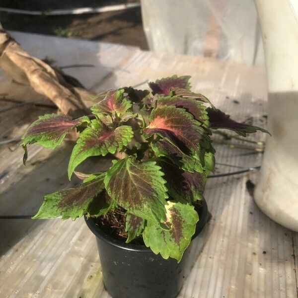 Coleus decurrens 叶