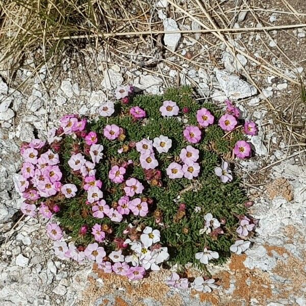 Androsace alpina Flor