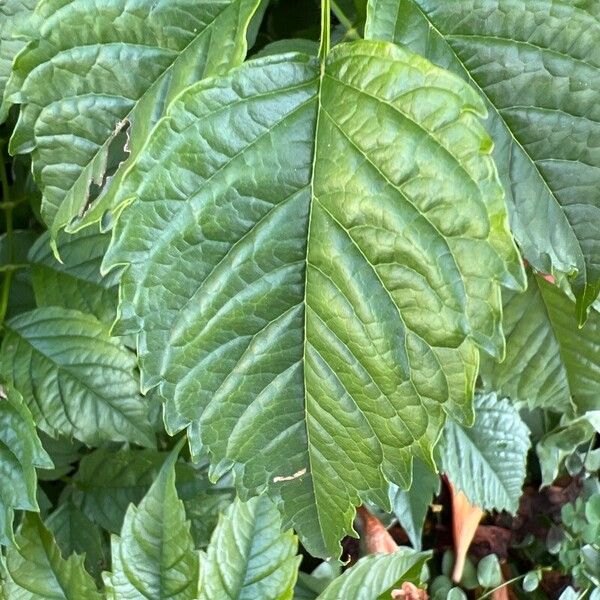 Campsis grandiflora Leaf