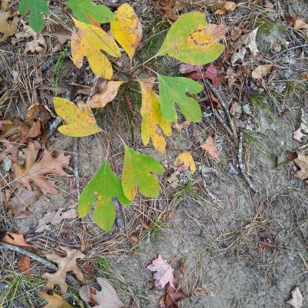 Sassafras albidum Blad