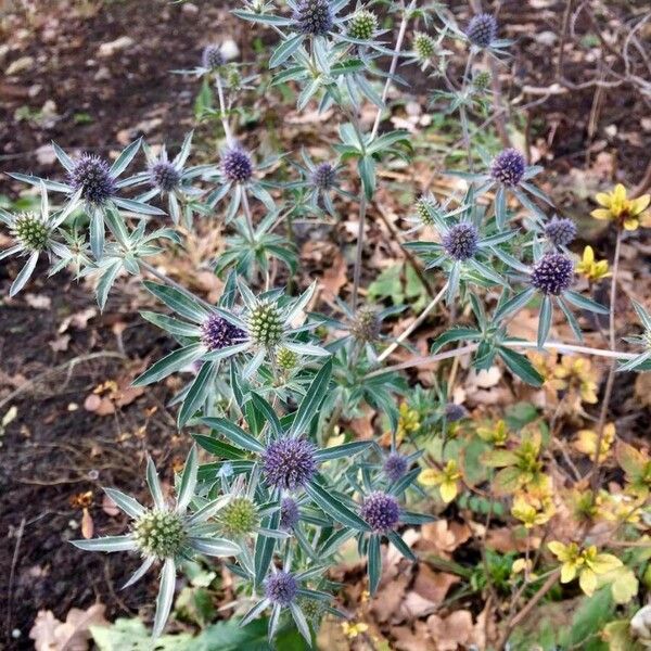 Eryngium campestre 整株植物