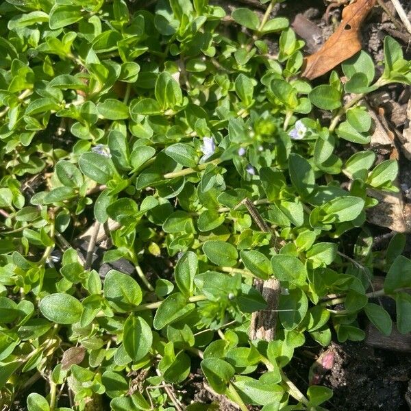 Veronica serpyllifolia Leaf