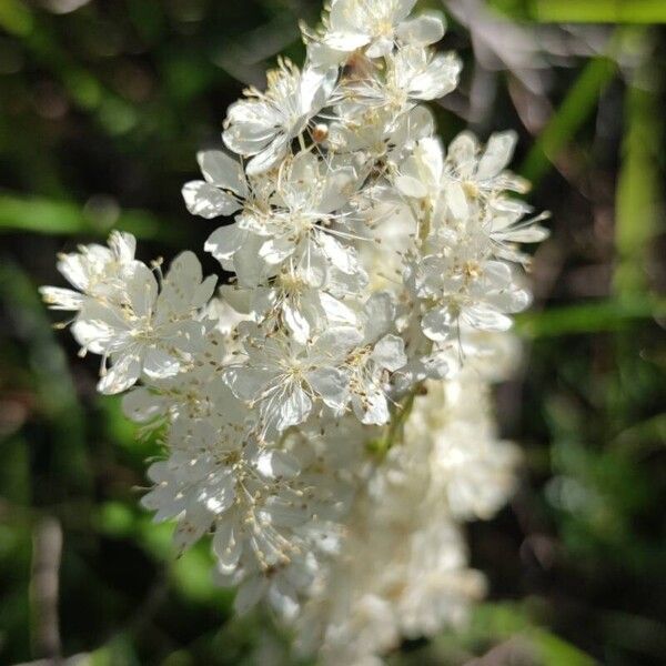 Filipendula vulgaris Flower